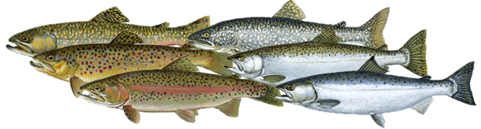 trout and salmon