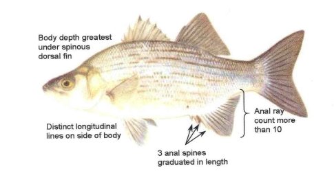 white bass characteristics