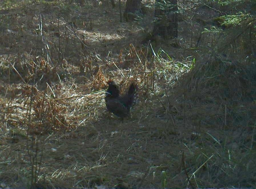 Spruce Grouse in Bayfield County