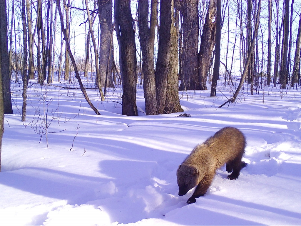 Fisher seen walking across the snow in St. Croix County
