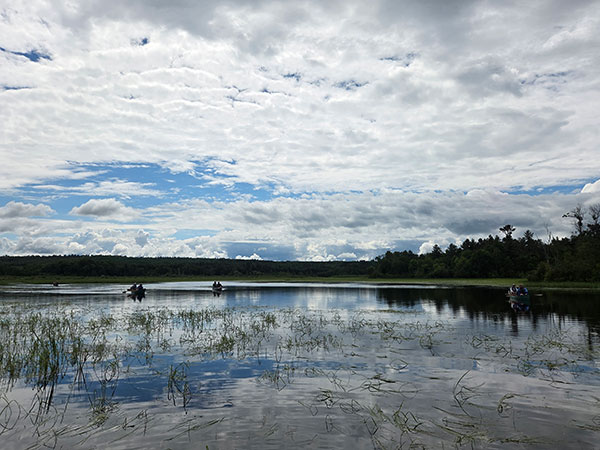 Wild rice stands on Lake Pacwawong in the Namekagon River watershed with three canoeist on the water.