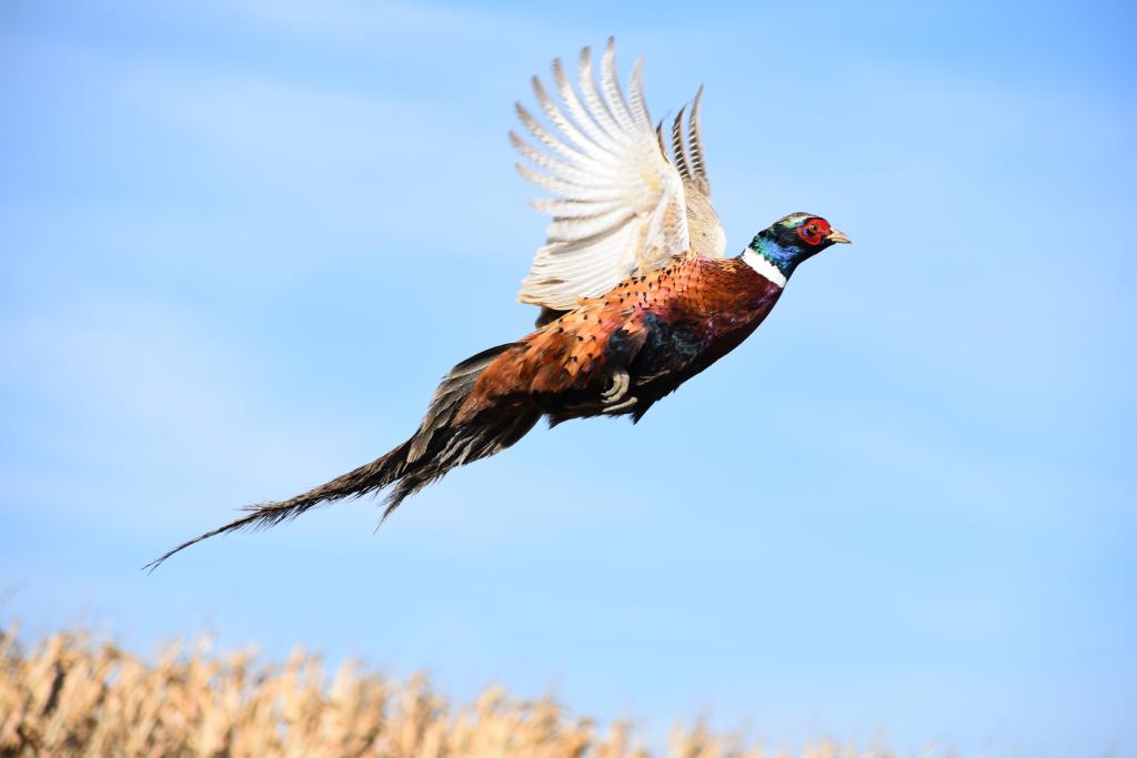 Male pheasant in flight