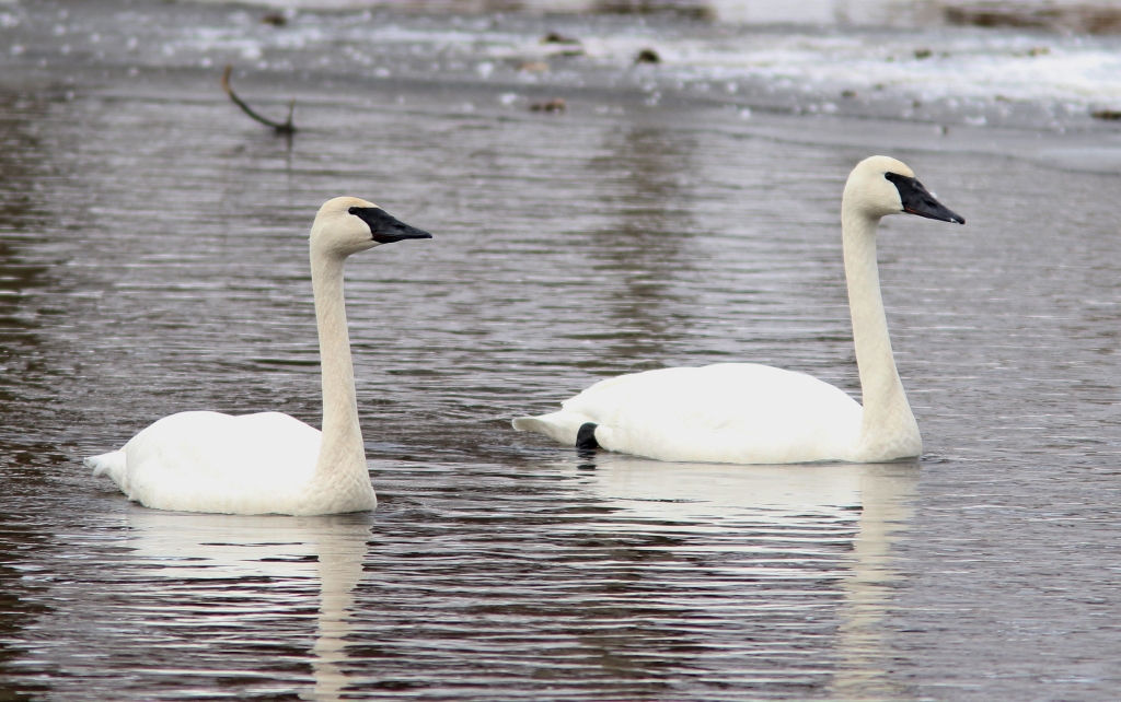 Trumpeter swans overwinter in Wisconsin.