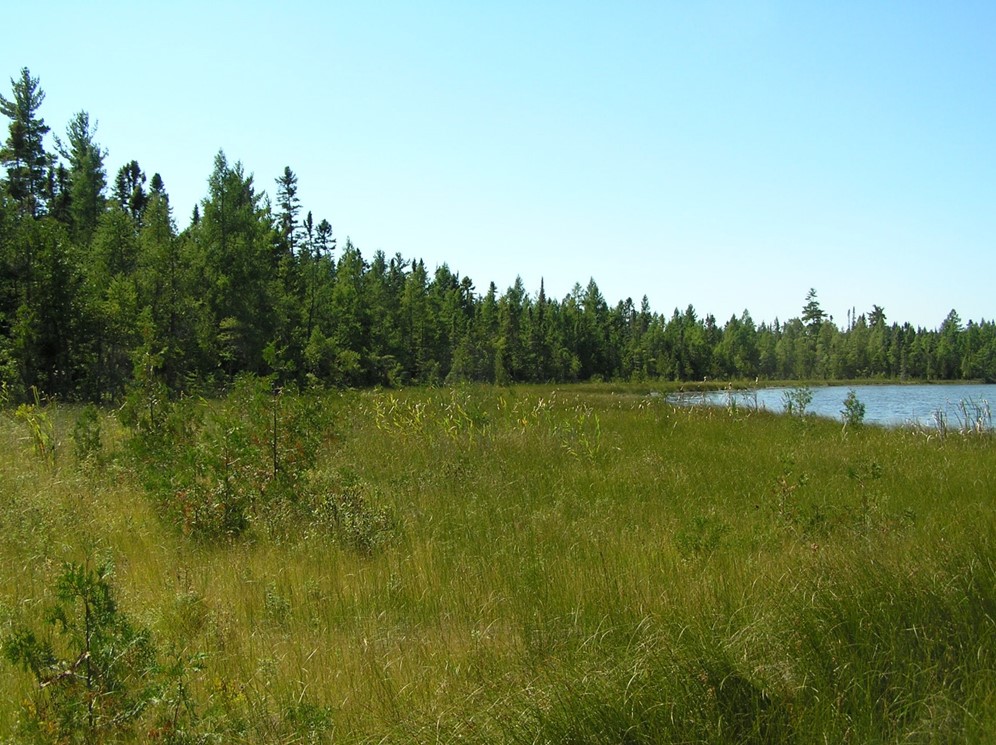 View over a bog lake with trees in the background