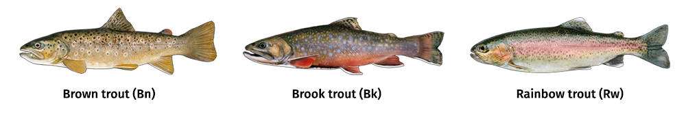 Graphic of the three trout species (brown trout, brook trout and rainbow trout) included in the regulations toolbox