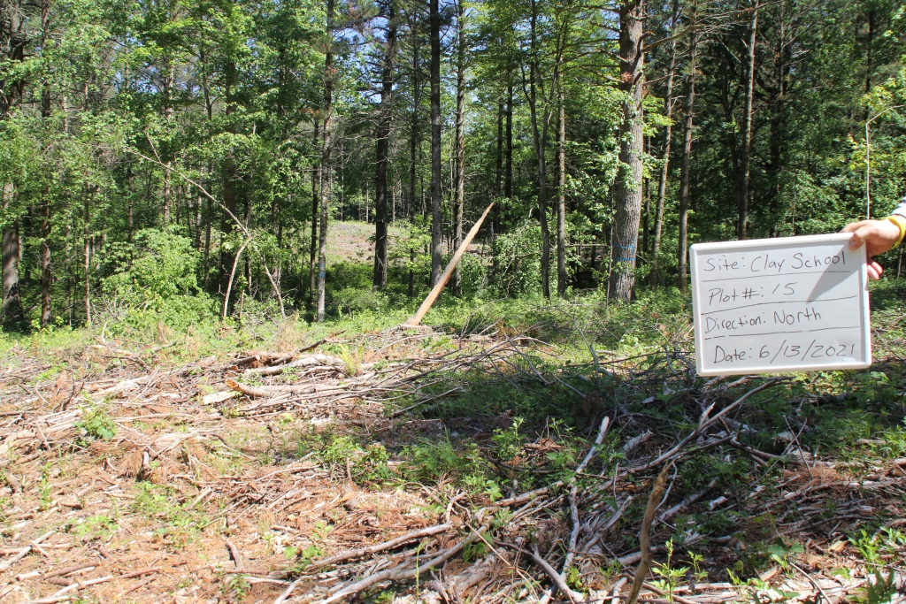 A gap within a forest being managed for white pine.