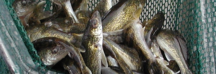 A netful of walleye fingerlings