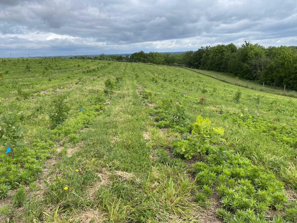 White oak seedlings planted as part of the White Oak Initiative study.