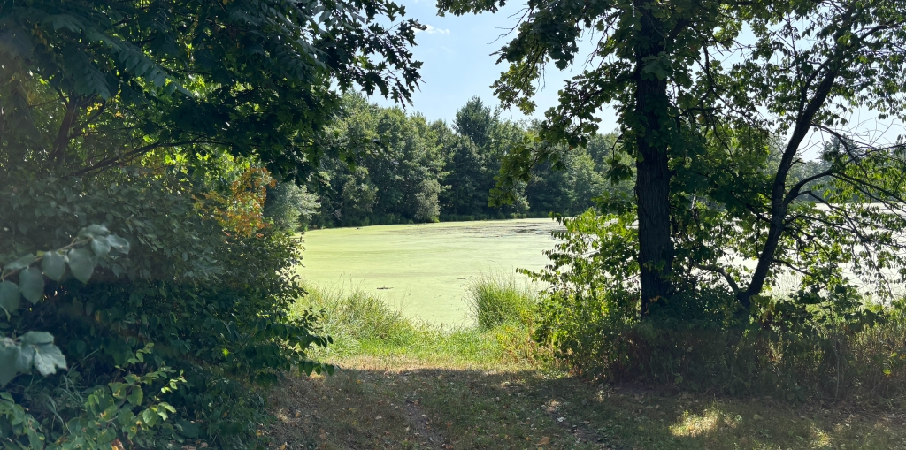 A trail leading to a creek on a sunny day. 