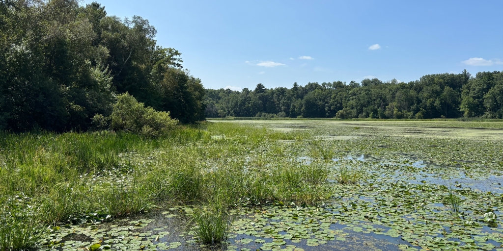 A marshy pond with dark green tree line and sunny blue sky. 