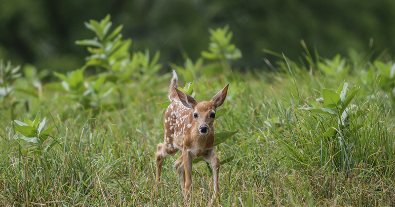 fawn running in spring grass