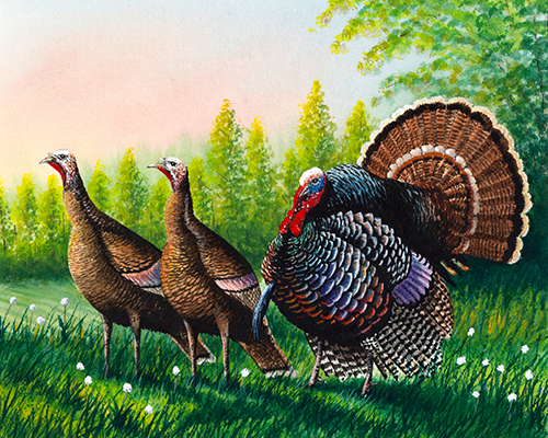 The 2025 Turkey Stamp illustration showing three turkeys in a grassy field, with a colorful male displaying its feathers.