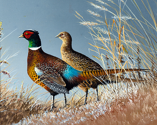 The 2025 Pheasant Stamp illustration showing two pheasants standing in tall, dry grass with a blue sky background.