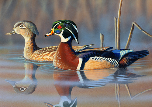 The 2025 Waterfowl Stamp illustration showing a pair of Wood Ducks swimming in calm water with a natural, blurred background.