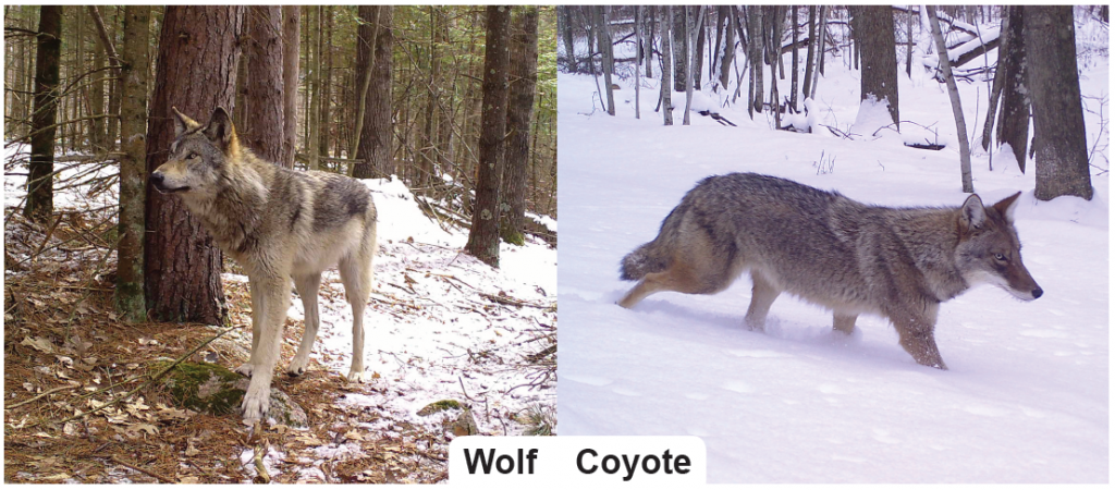 Comparing the bodies of a wolf and coyote