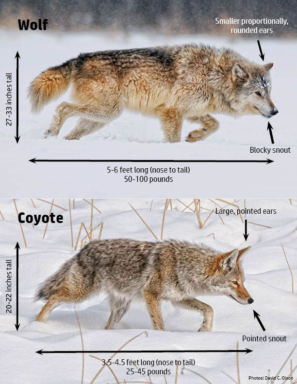 Color photo of ways to identify a wolf from a coyote. Wolf height ranges from 27-33 inches tall and they are 5 to 6 feet in length nose to tail and weigh approxiamately 50 to 100 pounds. Wolve's have proportinally smaller and rounded ears with a blocky snout. Coyotes are smaller in height at 20 to 22 inches tall and 3.5 to 4.5 feet in lenght from nose to tail, weighing at 25 to 45 pounds. Coyote's have large pointed ears and a longer pointed snout. Photo credit: David C Olson.