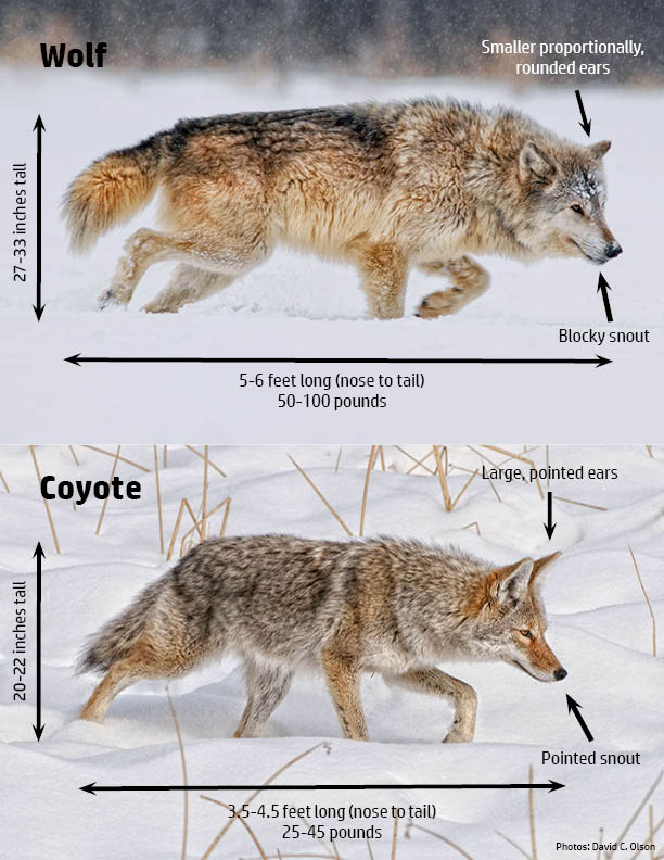 Wolves In Wisconsin Wisconsin Dnr