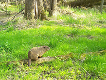 Woodchuck on a log in the grass