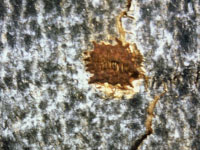 A brown egg pit on a tree trunk.