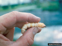 A mature Asian longhorned beetle larva.