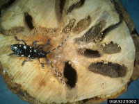 An Asian longhorned beetle on top of a tree trunk covered in holes.