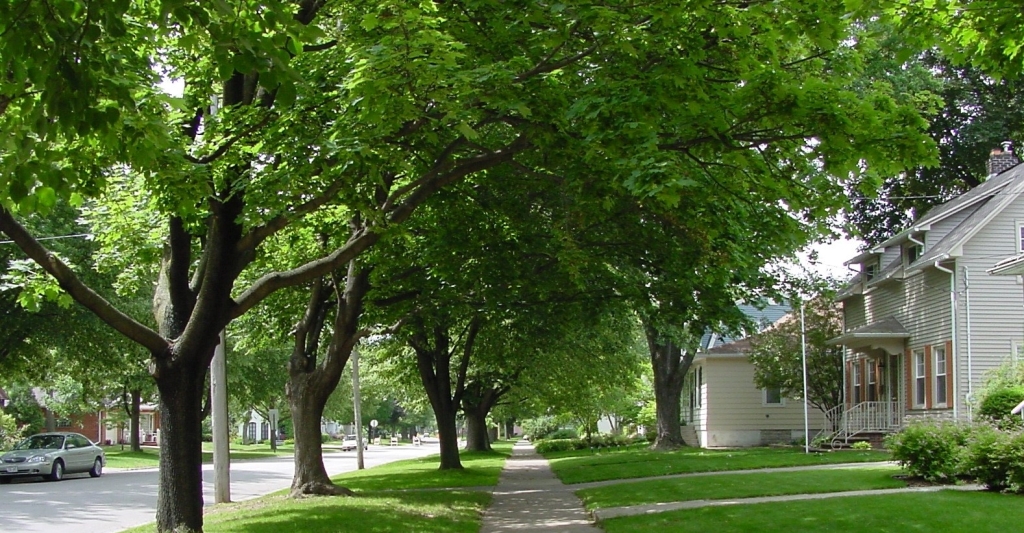 A tree-lined residential street in spring.