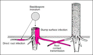 A diagram showing the HRD infection process.
