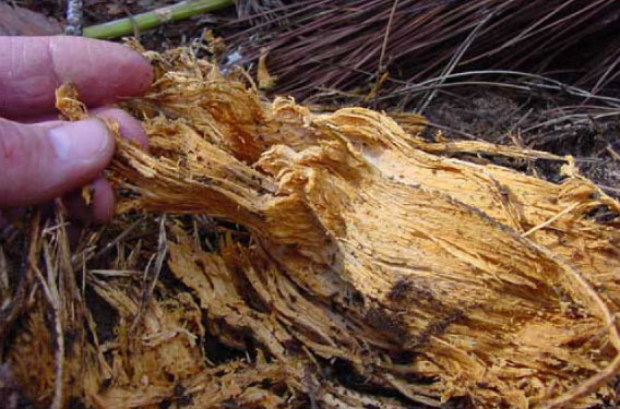 Dark yellow, stringy decay caused by HRD.