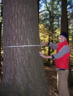 A person standing next to a tree. They have wrapped a measuring tape around the tree's trunk.