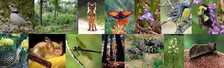 Wisconsin's endangered and threatened species list | | Wisconsin DNR