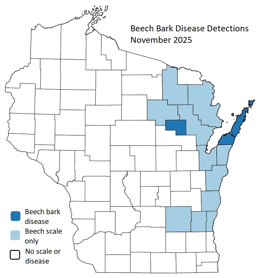 A map of Wisconsin highlighting counties where beech scale has been detected and counties where tree mortality from beech bark disease has been observed.