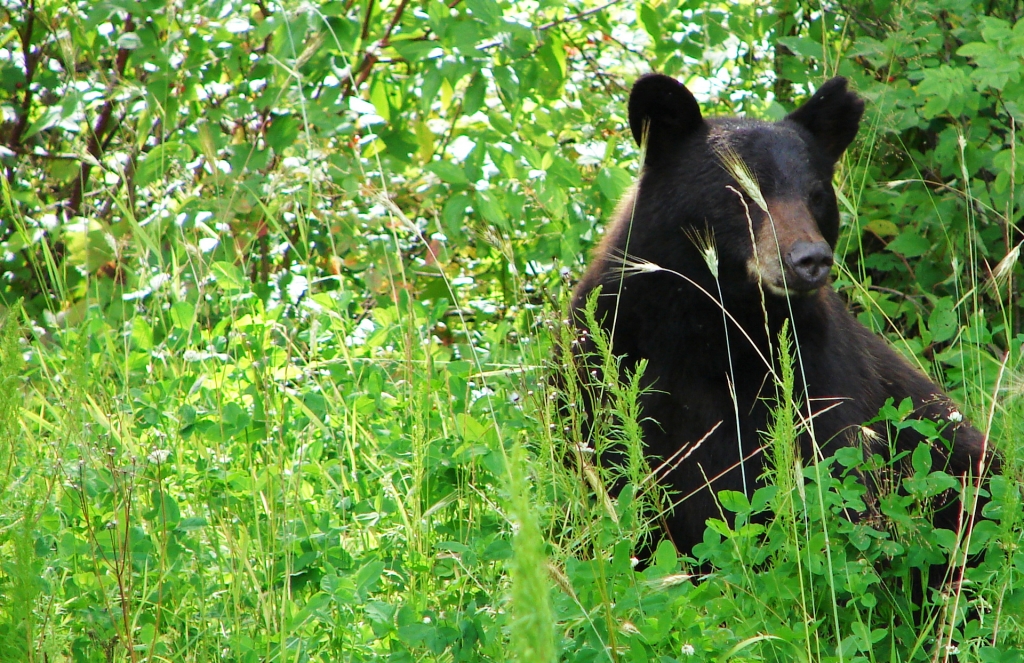 Banner photo of bear sitting in foliage. 