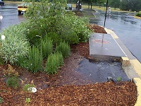 Bioretention area with significant water runoff in a parking lot