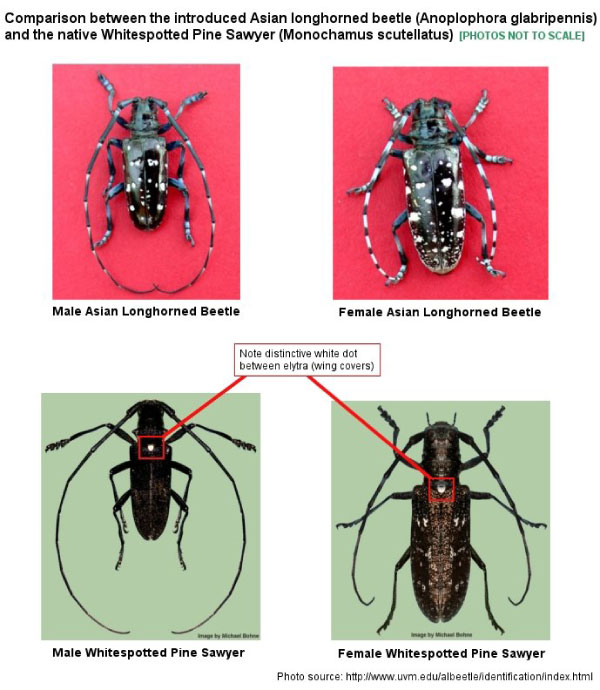 Comparison images of Asian longhorned beetles and Whitespotted Pine Sawyers.