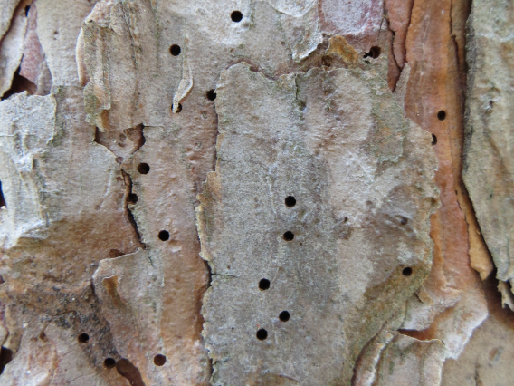 Close-up of a pine trunk, covered in small holes.