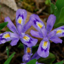 Photo of dwarf lake iris