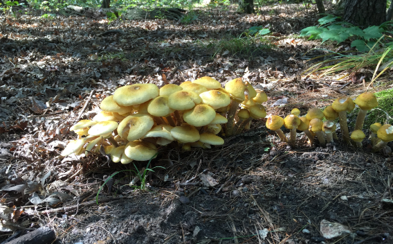 A cluster of golden-white mushrooms beside a tree.