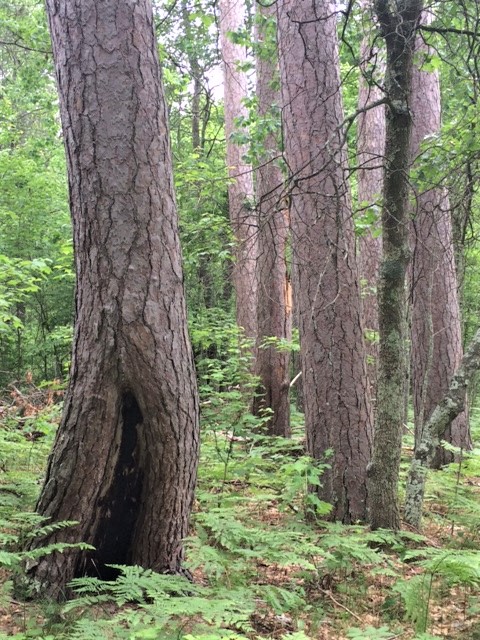 Red pine trees displaying visible fire scares.