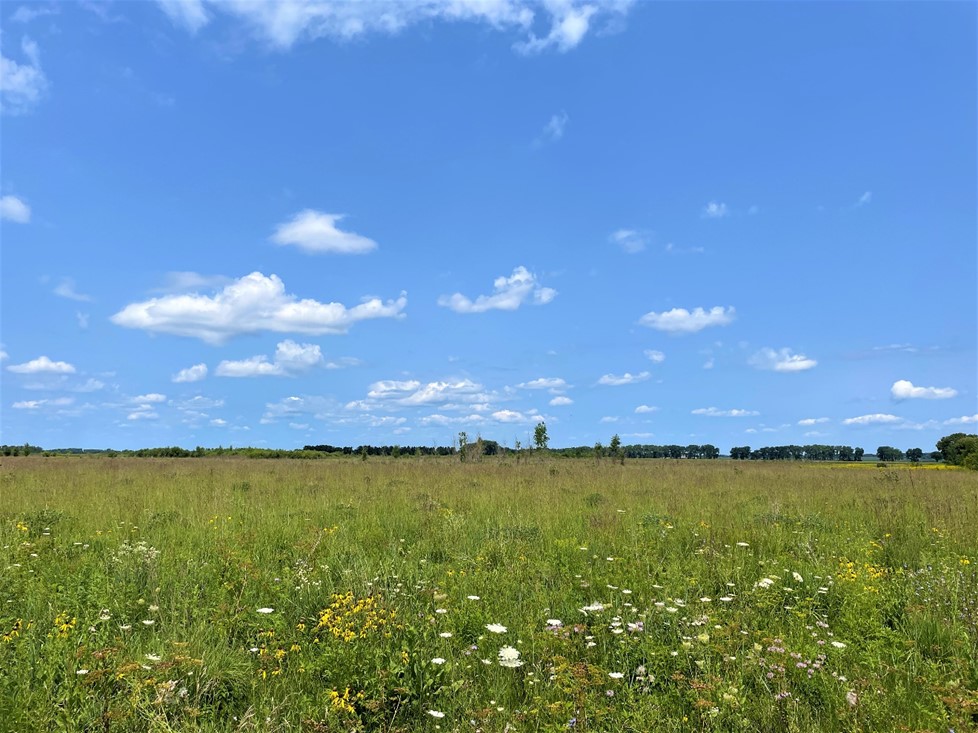 View over field