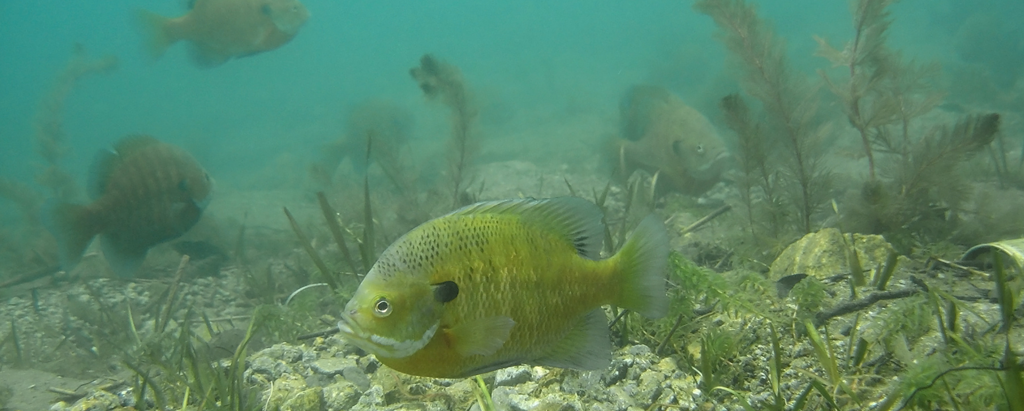 Panfish along bottom of water body