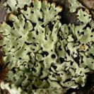 Photo of a lichen