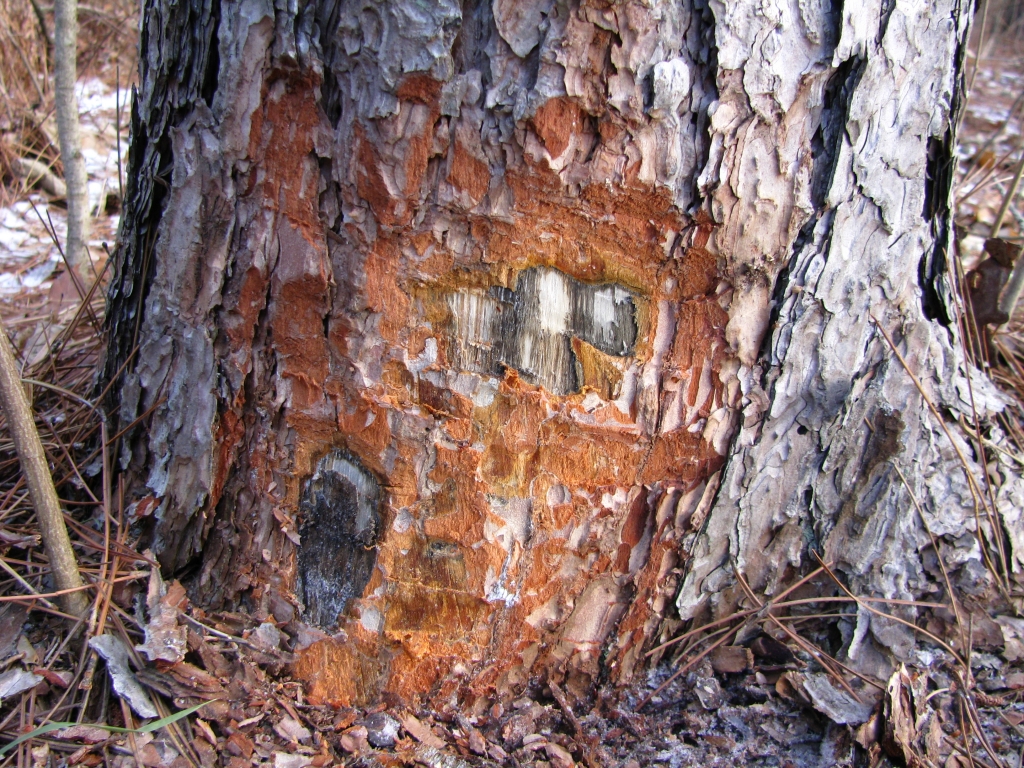 A pine trunk, the bark partially removed, showing blue-black discoloration.