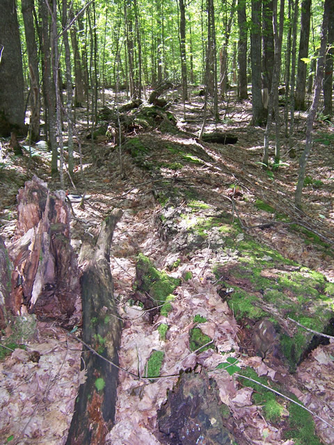 A large, fallen, overgrown tree trunk in the middle of a forest.