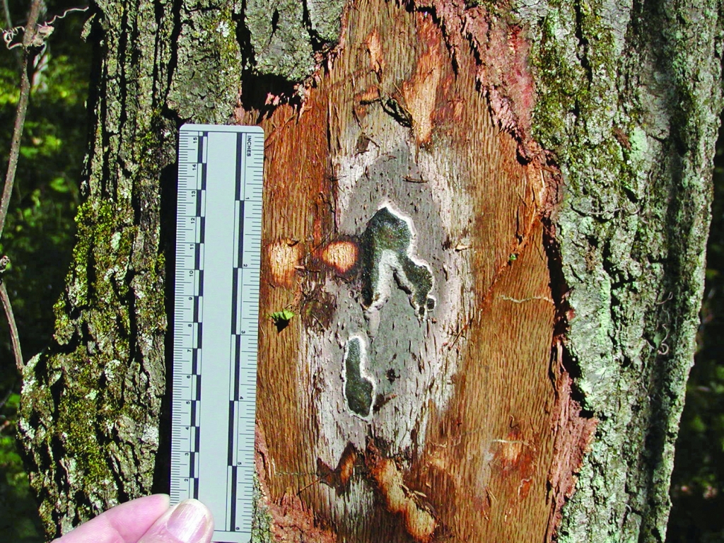 An oak tree, its bark peeling back to reveal a gray fungal mat.