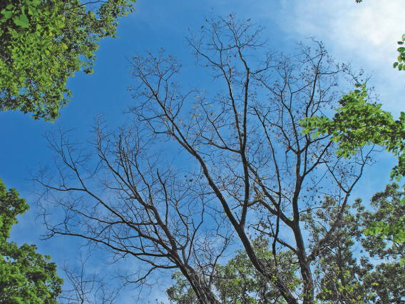 Two trees without leaves, highlighted against a blue sky.