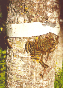 A white sticky band wrapped around a tree trunk, forest tent caterpillars clustered beneath.