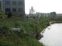 Pond with landscaping.