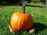 a single pumpkin sitting in a back yard