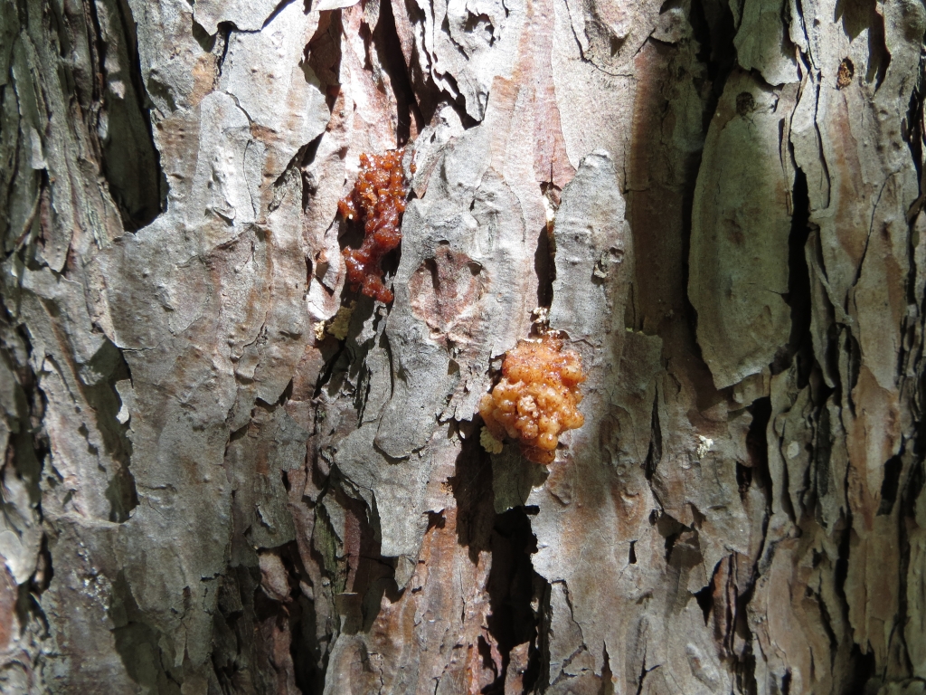A pine trunk covered in reddish-orange clusters of pitch tubes.