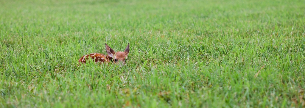 Fawn laying in grass